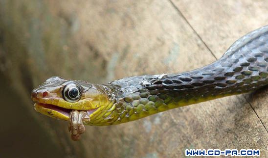 亚马逊树蛙与蛇的纠缠_摄界新闻_中国数码摄