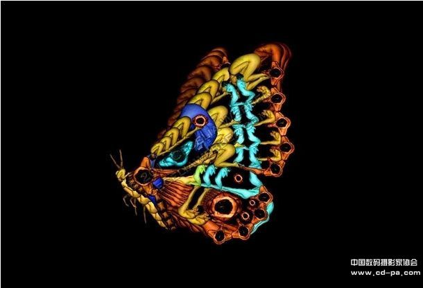 人体组成的蝴蝶.花朵时尚精美图案